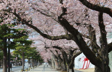 十和田市の桜の名所！十和田市官庁街通り