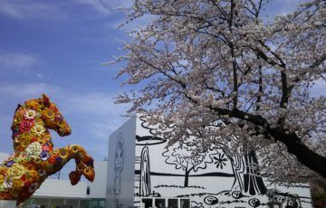 ほぼ満開！十和田市の桜の名所、十和田市官庁街通りの桜並木
