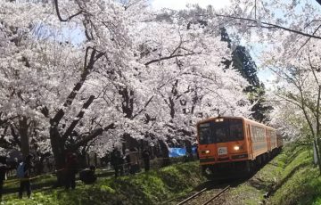 桜のトンネルを抜けてくる津軽鉄道の風景！芦野公園【青森県五所川原市金木】